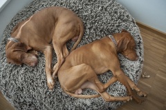 181_©_www_zweischrittweiter_at