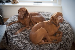 344_©_www_zweischrittweiter_at