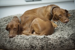 799_©_www_zweischrittweiter_at