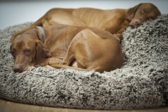 801_©_www_zweischrittweiter_at